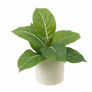 EVERGREEN (REAL TOUCH)
