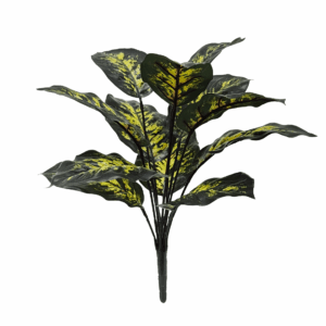 DIEFFENBACHIA