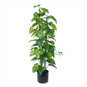 MARBLE POTHOS (REAL TOUCH)