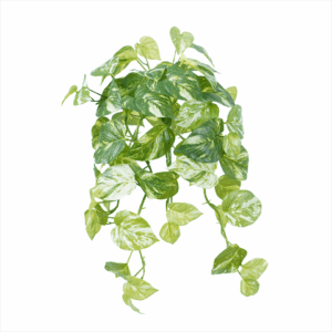 MARBLE POTHOS (REAL TOUCH)