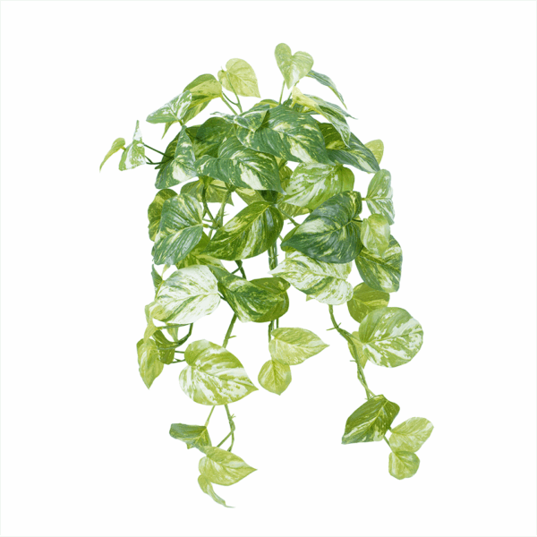 MARBLE POTHOS (REAL TOUCH)