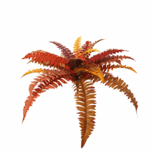 FALL BOSTON FERN