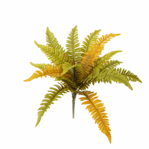 FALL BOSTON FERN
