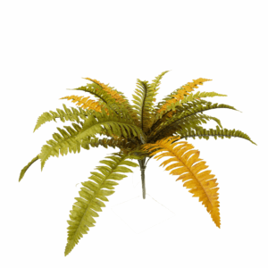 FALL BOSTON FERN