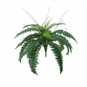 BOSTON FERN