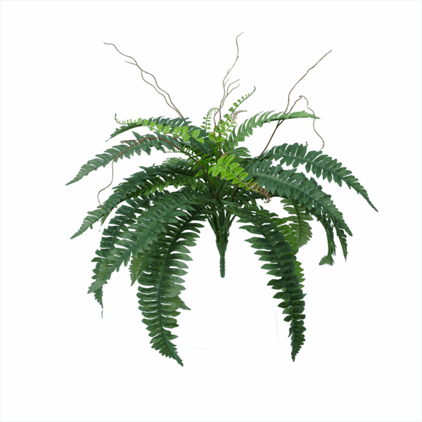 BOSTON FERN