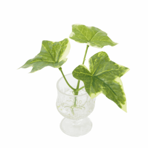 SAGE IVY (REAL TOUCH)