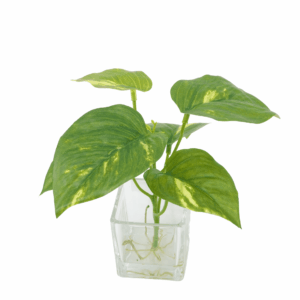 POTHOS (REAL TOUCH)