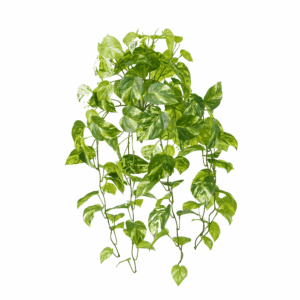 MARBLE POTHOS (REAL TOUCH)