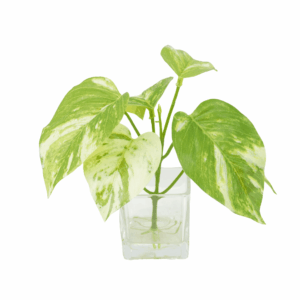 POTHOS (REAL TOUCH)