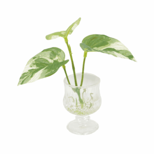 POTHOS (REAL TOUCH)
