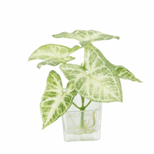 SYNGONIUM (REAL TOUCH)