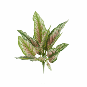 CALATHEA WHITESTAR (REAL TOUCH)