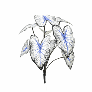 CALADIUM (REAL TOUCH)