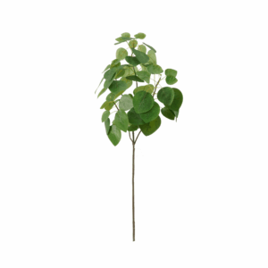 SMOKE PLANT