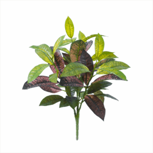CROTON BUSH