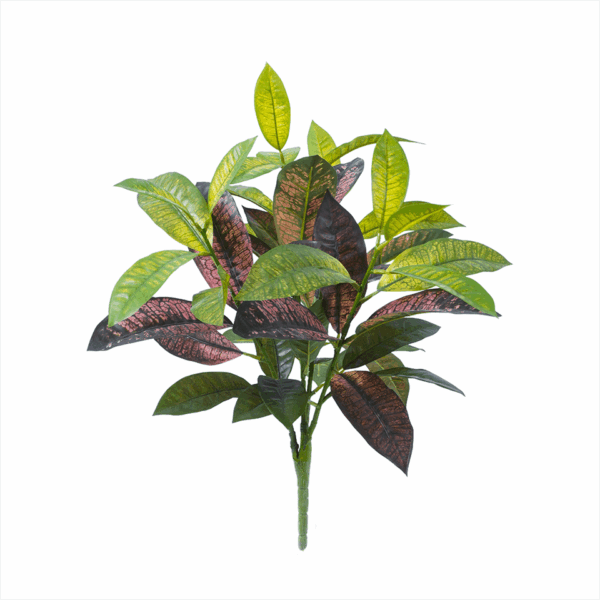 CROTON BUSH