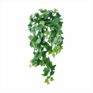 GREEN SAGE IVY