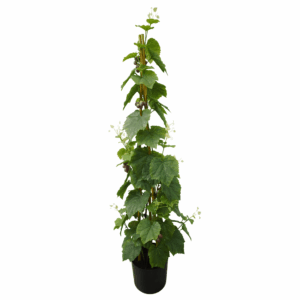 GRAPE LEAF (REAL TOUCH)