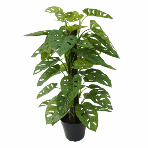 MONSTERA ADANSONII (REAL TOUCH)