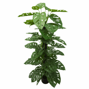MONSTERA ADANSONII (REAL TOUCH)