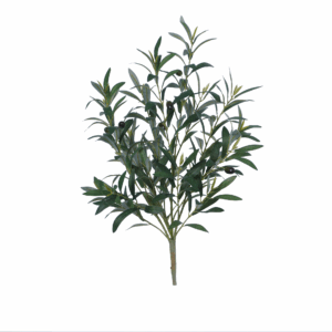 OLIVE PLANT