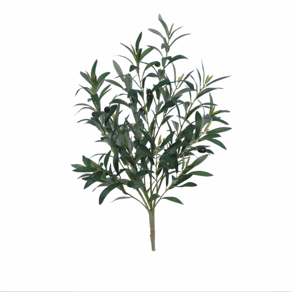 OLIVE PLANT