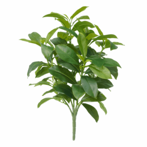 GREEN FAGRAEA CEILANICA (REAL TOUCH)
