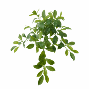 GREEN FAGRAEA CEILANICA (REAL TOUCH)