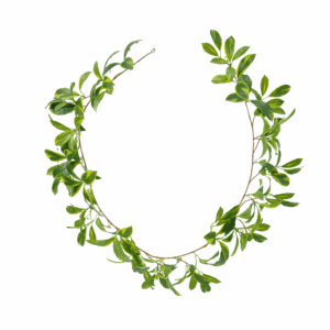 VARI. FAGRAEA CEILANICA (REAL TOUCH)