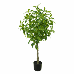 VARI. FAGRAEA CEILANICA (REAL TOUCH)