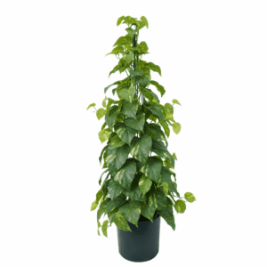 POTHOS(REAL TOUCH)