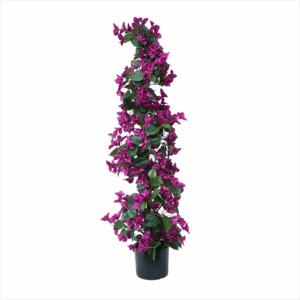 BOUGAINVILLEA IRON SPIRAL