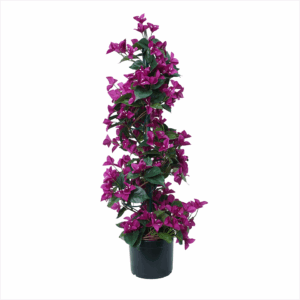 BOUGAINVILLEA IRON SPIRAL