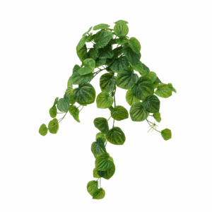 PEPEROMIA CAPERATA (REAL TOUCH)