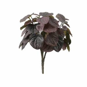 PEPEROMIA CAPERATA (REAL TOUCH)