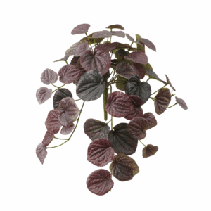PEPEROMIA CAPERATA (REAL TOUCH)