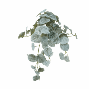 PEPEROMIA CAPERATA (REAL TOUCH)