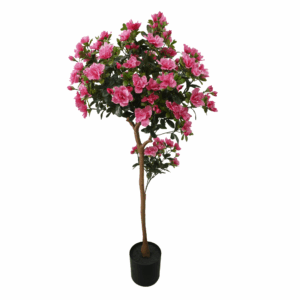 AZALEA TREE