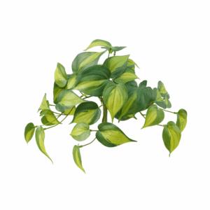 PHILODENDRON BRASIL (REAL TOUCH)