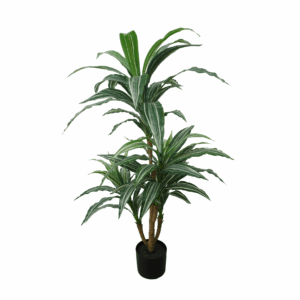 DRACAENA PLANT (REAL TOUCH)