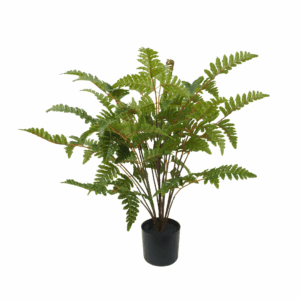 FORGET ME NOT FERN