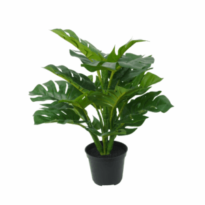 POLYSTICHUM FERN