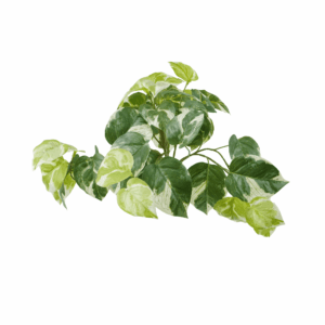 MARBLE POTHOS  (REAL TOUCH)