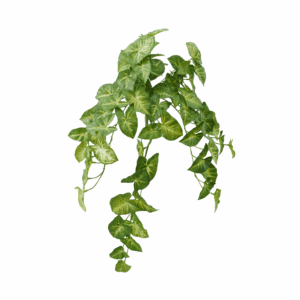 SYNGONIUM (REAL TOUCH)
