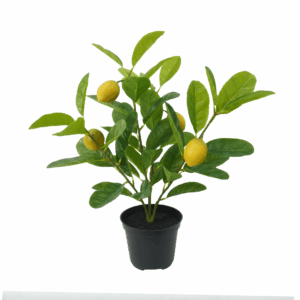LEMON PLANT (REAL TOUCH)