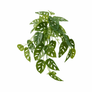 MONSTERA ADANSONII (REAL TOUCH)