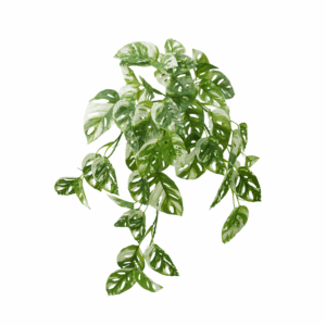 VARI MONSTERA ADANSONII (REAL TOUCH)