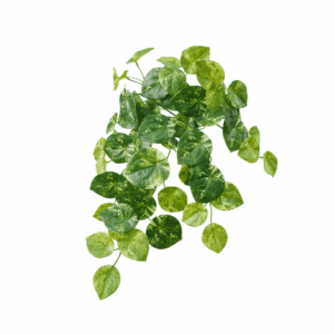 VARI. PILEA PEPEROMIOIDES (REAL TOUCH)
