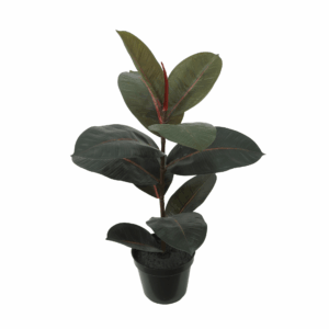 BLACK PRINCE RUBBER PLANT
